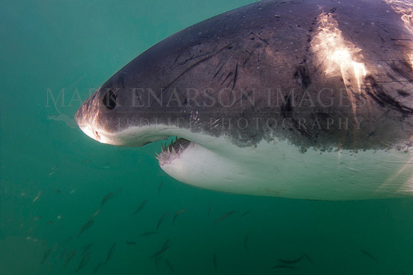 A white shark at Seal Island, South Africa