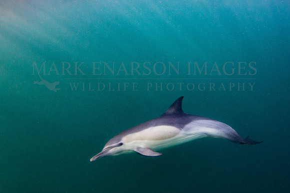 A common dolphin hunts bait fish near Seal Island, South Africa