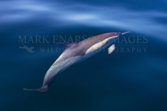 A common dolphin hunts bait fish near Seal Island, South Africa