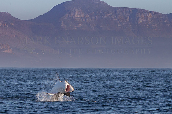 A white shark attacks a Cape fur seal at Seal Island, South Africa