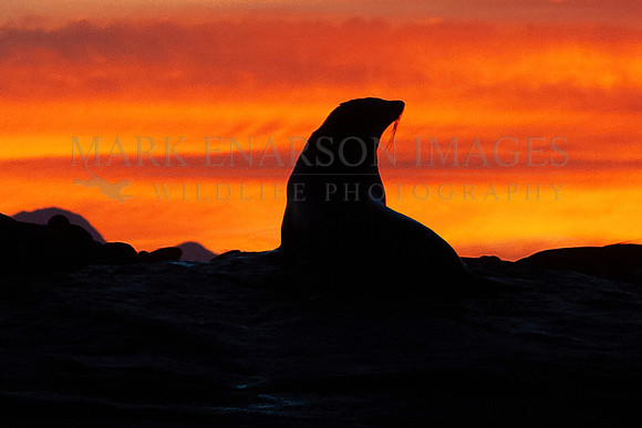 A Cape fur seal silhouetted against the sunrise at Seal Island, South Africa