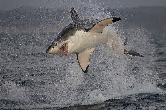 A white shark attacks a Cape fur seal at Seal Island, South Africa