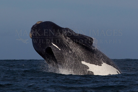 A southern right whale breaches in False Bay, South Africa