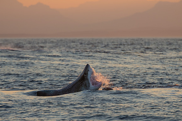 A white shark attacks a Cape fur seal at Seal Island, South Africa