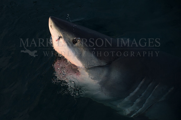 A white shark at Seal Island, South Africa, as night descends