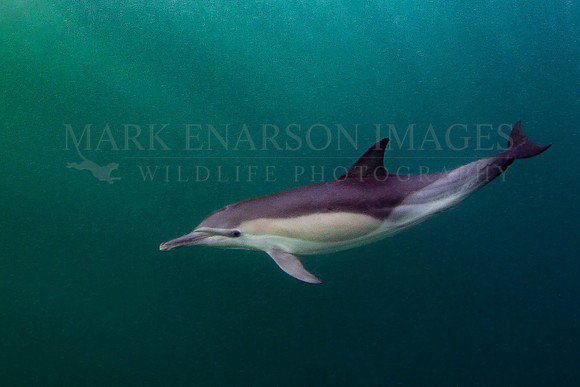 A common dolphin hunts bait fish near Seal Island, South Africa