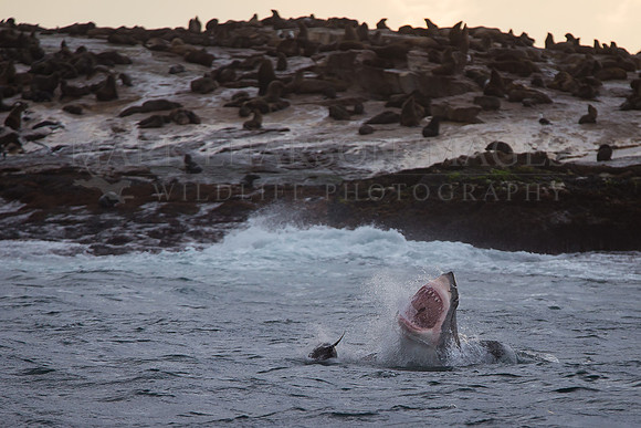 A white shark attacks a Cape fur seal pup in the shallows around Seal Island, in False Bay, South Africa