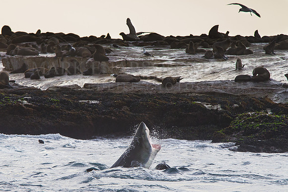 A white shark attacks a Cape fur seal pup in the shallows around Seal Island, in False Bay, South Africa
