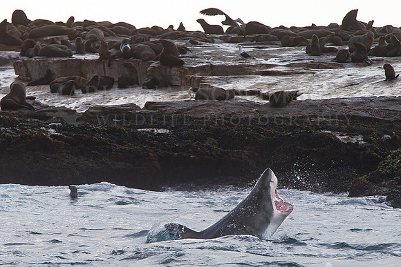 A white shark attacks a Cape fur seal pup in the shallows around Seal Island, in False Bay, South Africa