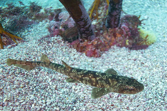 A puff adder shy shark in False Bay, South Africa