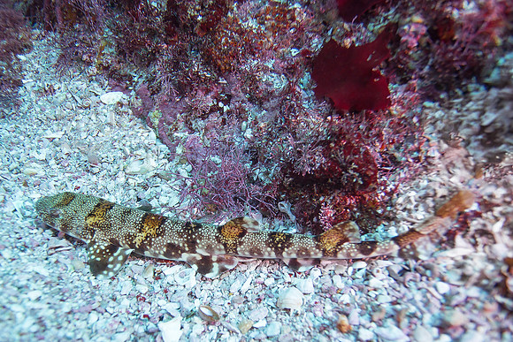 A puff adder shy shark in False Bay, South Africa
