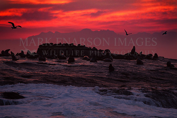 Cape fur seals silhouetted against the sunrise at Seal Island, South Africa