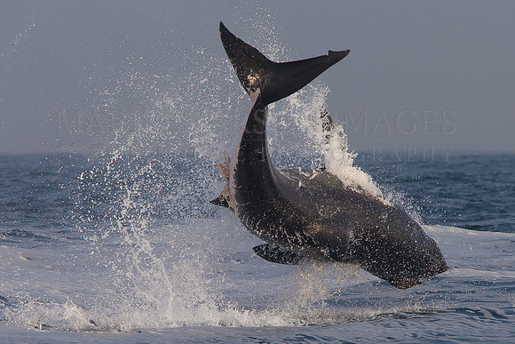 A white shark breaches to capture a Cape fur seal pup at Seal Island, South Africa