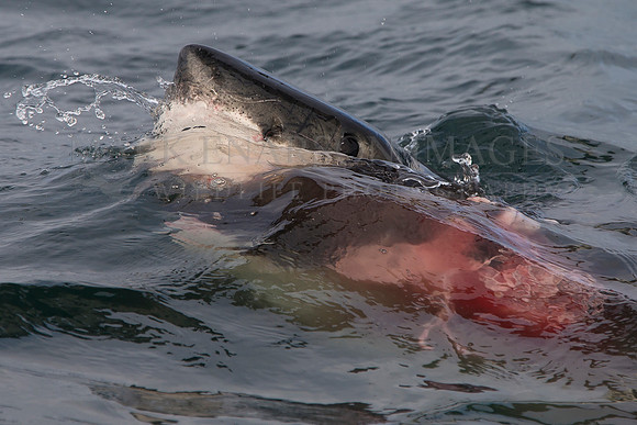 A white shark feeds on the remains of a captured Cape fur seal pup at Seal Island, South Africa