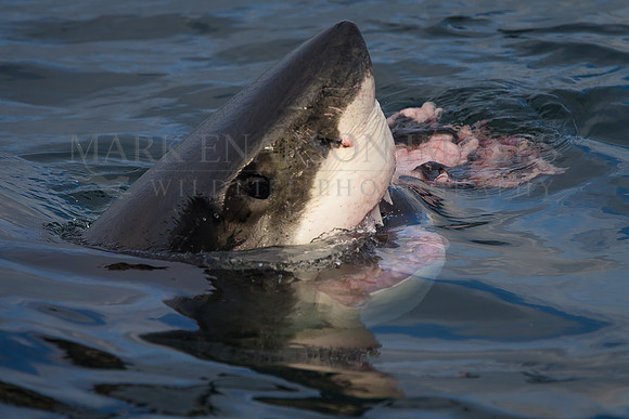 A white shark feeds on the remains of a captured Cape fur seal pup at Seal Island, South Africa