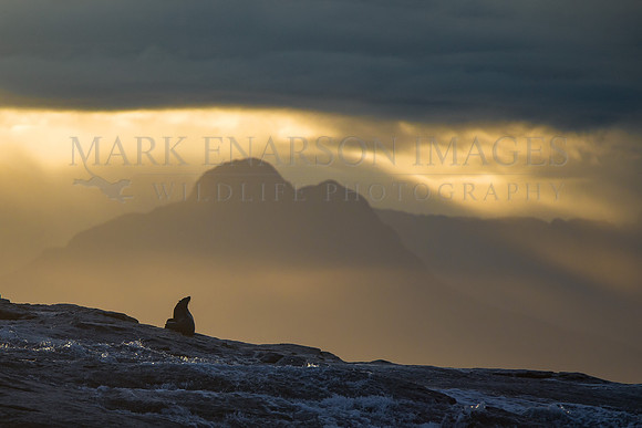 A Cape fur seal silhouetted against the sunrise at Seal Island, South Africa