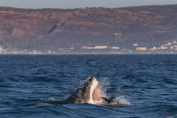 A white shark attacks a Cape fur seal at Seal Island, South Africa