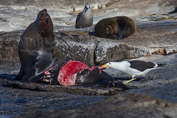 A Cape fur seal with a terrible shark bite contends with the scavengers on Seal Island, South Africa