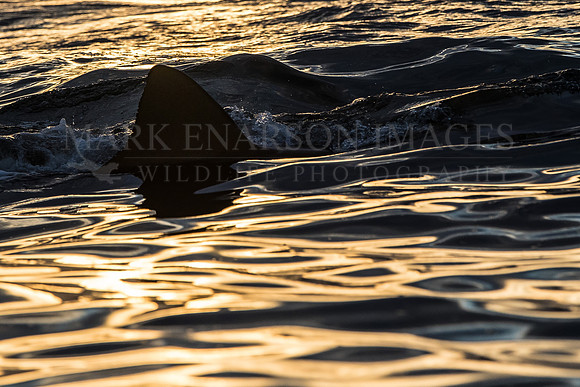 A white shark carries its kill through the water lit by early morning light off Seal Island, South Africa