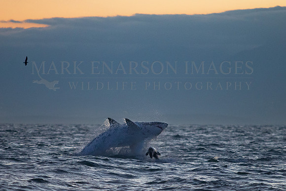 A white shark hunting Cape fur seal pups at sunrise near Seal Island, South Africa