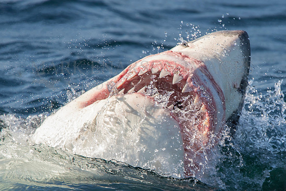 White shark breaches at the bait at Seal Island, South Africa