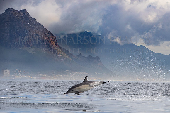 A common dolphin hunting bait fish in False Bay, South Africa
