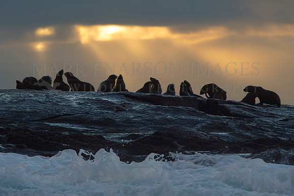 Cape fur seals silhouetted against the sunrise at Seal Island, South Africa