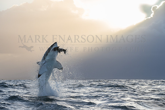 A large white shark breaches on the decoy in the soft morning light off Seal Island, South Africa