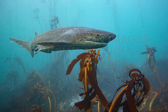 A broadnose sevengill shark in the kelp forest of False Bay, South Africa
