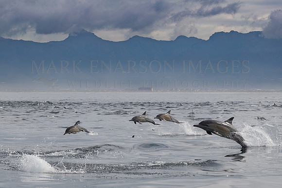 Large pods of common dolphins chase bait fish through the waters of False Bay, near Seal Island, South Africa