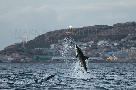 A failed attack by a young white shark on a Cape fur seal pup in the early morning in Mossel Bay, South Africa