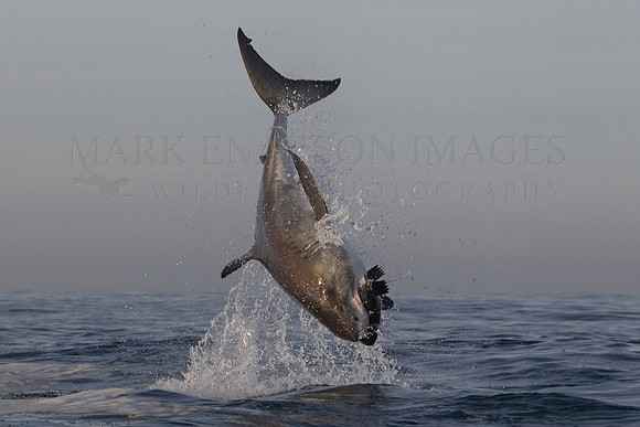 A breaching white shark at Seal Island, South Africa