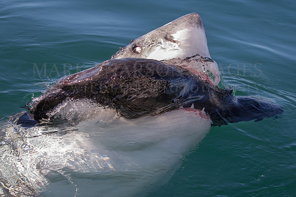 A white shark scavenges a dead seal off Seal Island, South Africa