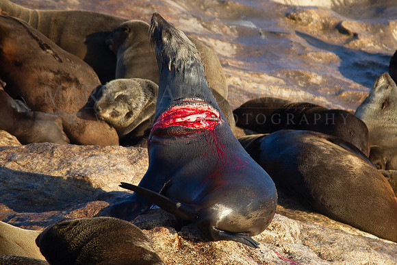 A Cape fur seal with a large wound returns to Seal Island after surviving a white shark attack