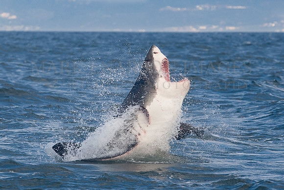 A white shark attacks a Cape fur seal at Seal Island, South Africa