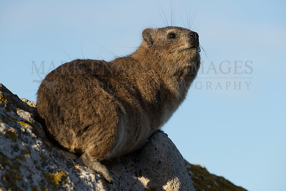 Rock hyrax live in the cliff sides around False Bay, South Africa