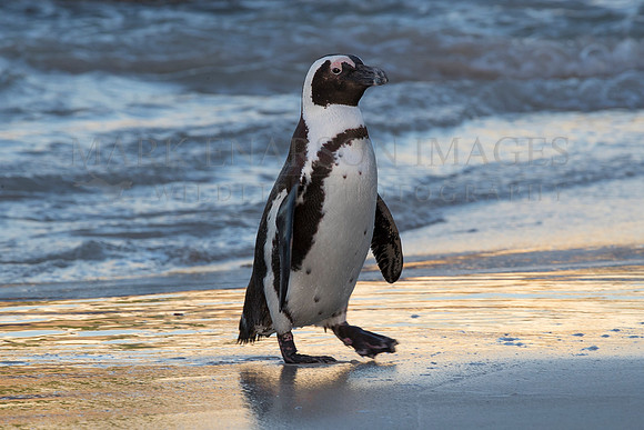 An African Penguin returns to the beach after a day of fishing in False Bay, South Africa