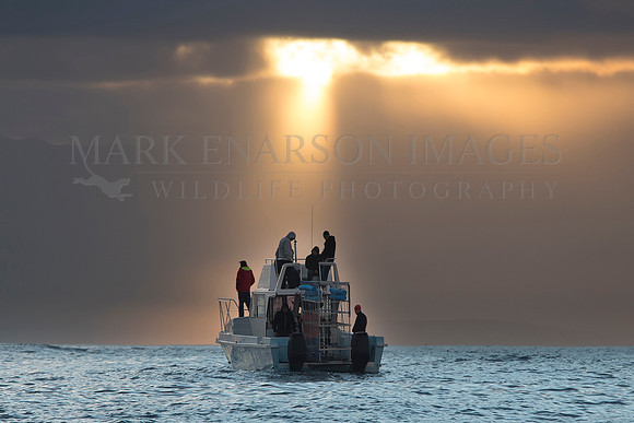The patient wait to spot predation events around Seal Island, South Africa