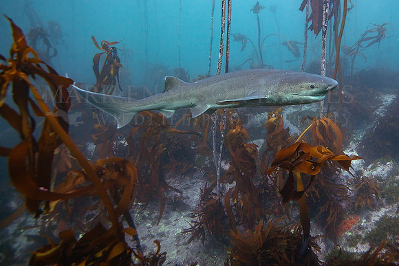 A broadnose sevengill shark in the kelp forest of False Bay, South Africa