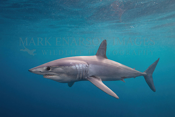 A mako shark in the pelagic water beyond Cape Point, South Africa
