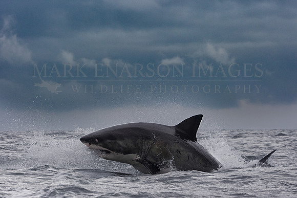 A white shark breaches on a stormy day at Seal Island, in False Bay, South Africa