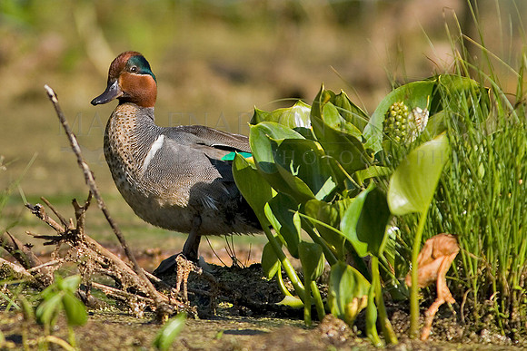 A green-winged teal duck at Elk Island National Park, Canada
