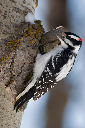A downy woodpecker at Elk Island National Park, Canada