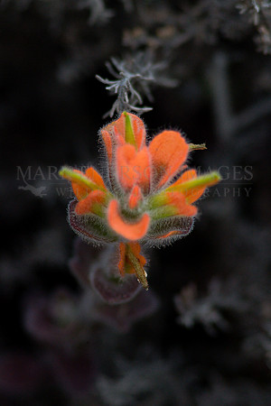 A small orange flower in the wetlands around Monterey Bay, California