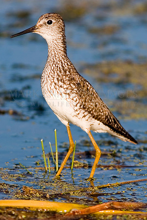 A lesser yellowlegs in the wetlands of Elk Island National Park, Canada