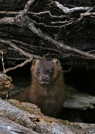 An American Marten on the west coast of Canada