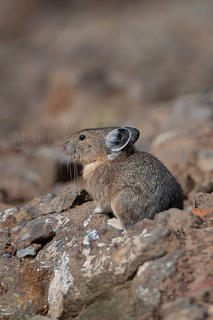 A pika at Yellowstone National Park