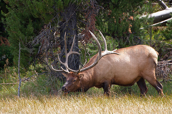 An elk foraging at Yellowstone National Park