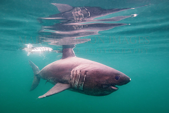 A salmon shark hunts the cold waters of Prince William Sound, Alaska