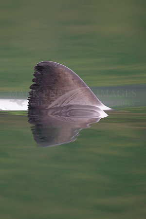 The dorsal fin of a salmon shark slices through the still water of Prince William Sound, Alaska